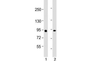 Western blot testing of human 1) Raji and 2) HeLa cell lysate with MYBL2 antibody at 1:2000. (MYBL2 Antikörper  (AA 245-278))