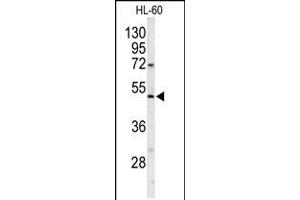 Western blot analysis of POLG2 Antibody in HL-60 cell line lysates (35ug/lane)