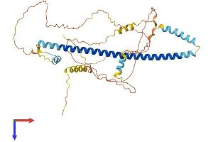 CREB3 Protein (AA 1-404) (His tag)