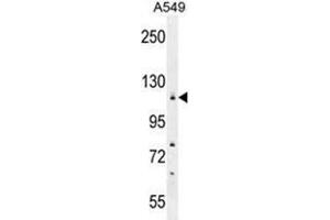 WDR52 Antibody (C-term) western blot analysis in A549 cell line lysates (35 µg/lane). (WDR52 Antikörper  (C-Term))