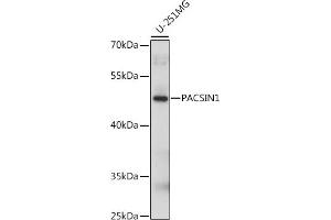 Western blot analysis of extracts of U-251MG cells, using P antibody (ABIN7269626) at 1:1000 dilution. (PACSIN1 Antikörper  (AA 240-390))