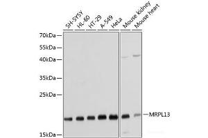 Western blot analysis of extracts of various cell lines using MRPL13 Polyclonal Antibody at dilution of 1:1000. (MRPL13 Antikörper)