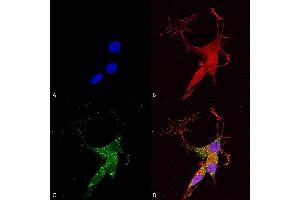 Immunocytochemistry/Immunofluorescence analysis using Mouse Anti-VGLUT3 Monoclonal Antibody, Clone S34-34 (ABIN2483796). (SLC17A8 Antikörper  (AA 546-588) (HRP))