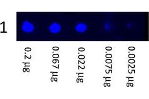 Image no. 1 for Goat anti-Mouse IgG (Whole Molecule) antibody (FITC) (ABIN300622) (Ziege anti-Maus IgG (Whole Molecule) Antikörper (FITC))