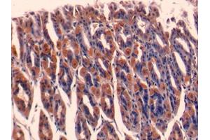 DAB staining on IHC-P; Samples: Mouse Stomach Tissue (ERI1 Antikörper  (AA 1-345))
