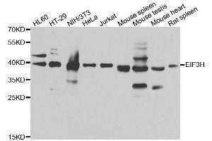 Western blot analysis of extracts of various cell lines, using EIF3H antibody. (EIF3H Antikörper  (AA 80-340))