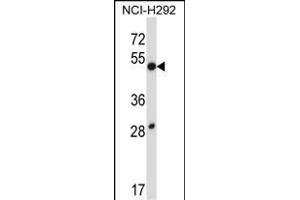 DUSP9 Antibody (C-term) (ABIN657812 and ABIN2846780) western blot analysis in NCI- cell line lysates (35 μg/lane).