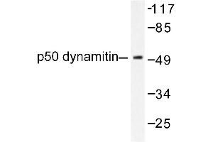 Image no. 1 for anti-Dynactin 2 (p50) (DCTN2) antibody (ABIN271764) (Dynamitin Antikörper)