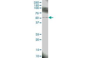 BIRC4 MaxPab polyclonal antibody. (XIAP Antikörper  (AA 1-497))