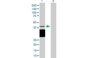 Western Blot analysis of DLK1 expression in transfected 293T cell line by DLK1 MaxPab polyclonal antibody. (DLK1 Antikörper  (AA 1-383))