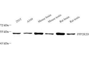 Western blot analysis of PPP2R2D (ABIN7075277) at dilution of 1: 2000 (PPP2R2D Antikörper)