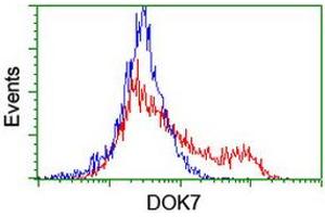 HEK293T cells transfected with either RC219267 overexpress plasmid (Red) or empty vector control plasmid (Blue) were immunostained by anti-DOK7 antibody (ABIN2455843), and then analyzed by flow cytometry. (DOK7 Antikörper)