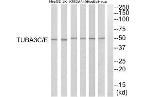 Western blot analysis of extracts from HuvEc cells, K562 cells, HepG2 cells, HeLa cells, A549 cells and Jurkat cells, using TUBA3C/E antibody. (TUBA3C/E (C-Term) Antikörper)