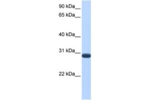 Western Blotting (WB) image for anti-Dual Specificity Phosphatase 19 (DUSP19) antibody (ABIN2463531) (DUSP19 Antikörper)
