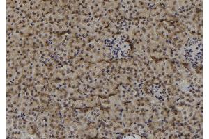 ABIN6278934 at 1/100 staining Mouse kidney tissue by IHC-P. (MAGEF1 Antikörper  (Internal Region))
