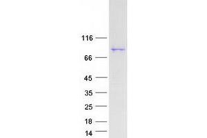 Western Blotting (WB) image for MAP/microtubule Affinity-Regulating Kinase 2 (MARK2) (Transcript Variant 2) protein (Myc-DYKDDDDK Tag) (ABIN2725498)