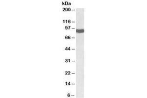 Western blot testing of rat liver lysate with POR antibody at 0. (POR Antikörper)