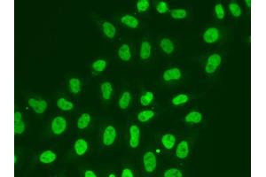 Immunofluorescence analysis of A549 cell using POLR2J antibody. (POLR2J Antikörper)
