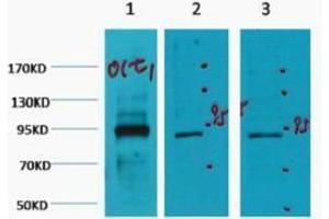 Western Blotting (WB) image for anti-POU Domain, Class 2, Transcription Factor 1 (POU2F1) antibody (ABIN3181159) (POU2F1 Antikörper)