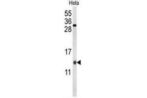 Western blot analysis of COX5A Antibody (Center) in Hela cell line lysates (35µg/lane). (COX5A Antikörper  (Middle Region))