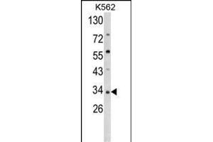 Western blot analysis of SFRP5 Antibody (Center) (ABIN652273 and ABIN2841156) in K562 cell line lysates (35 μg/lane). (SFRP5 Antikörper  (AA 219-248))