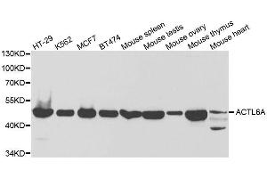 Western blot analysis of extracts of various cell lines, using ACTL6A antibody.