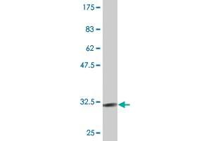 Western Blot detection against Immunogen (30. (CXCR4 Antikörper  (AA 1-46))