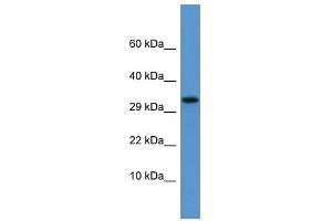 Apof antibody used at 0.
