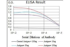 Image no. 5 for anti-Polo-Like Kinase 1 (PLK1) antibody (ABIN1500277) (PLK1 Antikörper)