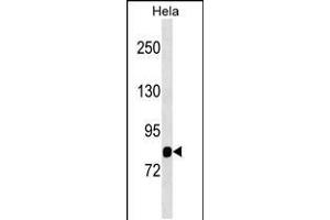Western blot analysis in Hela cell line lysates (35ug/lane). (MASP1 Antikörper  (AA 481-507))