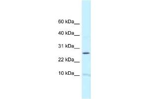 Western Blot showing RPL39 antibody used at a concentration of 1 ug/ml against Fetal Brain Lysate (RPL39 Antikörper  (N-Term))