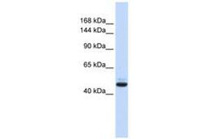 Image no. 1 for anti-Growth Regulation By Estrogen in Breast Cancer 1 (GREB1) (AA 36-85) antibody (ABIN6740577)