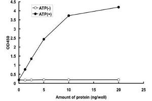 ADRBK2 Protein (AA 1-688) (GST tag)