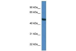Western Blot showing Sntg1 antibody used at a concentration of 1. (Syntrophin gamma 1 Antikörper  (N-Term))