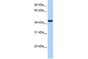 WB Suggested Anti-ABHD5 Antibody Titration:  0. (ABHD5 Antikörper  (C-Term))