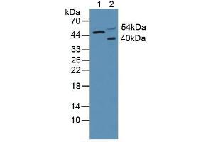 Western blot analysis of (1) Human HeLa cells and (2) Rat Brain Tissue. (AKT3 Antikörper  (AA 46-338))