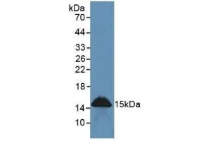Detection of REG3g in Rat Intestine Tissue using Polyclonal Antibody to Regenerating Islet Derived Protein 3 Gamma (REG3g) (REG3g Antikörper  (AA 33-147))