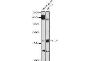 Western blot analysis of extracts of various cell lines, using CD152/CTLA-4 antibody (ABIN3022827, ABIN3022828, ABIN3022829 and ABIN6219247) at 1:1000 dilution. (CTLA4 Antikörper  (AA 36-161))