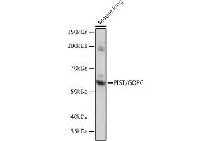 Western blot analysis of extracts of Mouse lung, using PIST/GOPC Rabbit mAb (ABIN1678809, ABIN1678808, ABIN7101325 and ABIN7101326) at 1:1000 dilution. (GOPC Antikörper)
