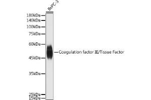 Western blot analysis of extracts of BxPC-3 cells, using Coagulation factor III/Tissue Factor antibody (ABIN3021933, ABIN3021934, ABIN3021935 and ABIN6217895) at 1:500 dilution. (Tissue factor Antikörper)