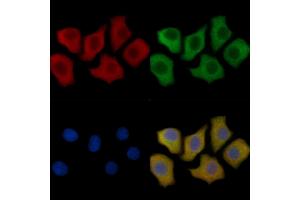 IL12B Mouse Monoclonal Antibody staining HepG2 cells by IF/ICC. (IL12B Antikörper  (C-Term))
