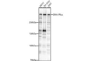 Western blot analysis of extracts of various cell lines, using DNA-PKcs antibody (ABIN7269665) at 1:1000 dilution. (PRKDC Antikörper)
