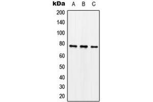 Western blot analysis of Synapsin 1 (pS62) expression in SKNSH nocodazole-treated (A), mouse brain (B), rat brain (C) whole cell lysates. (SYN1 Antikörper  (N-Term, pSer62))