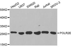 Western blot analysis of extracts of various cell lines, using POLR2E antibody. (POLR2E Antikörper)