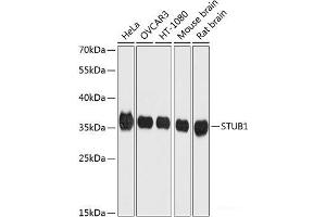 Western blot analysis of extracts of various cell lines using STUB1 Polyclonal Antibody at dilution of 1:1000. (STUB1 Antikörper)