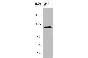 Western Blot analysis of 293 cells using GCP5 Polyclonal Antibody (TUBGCP5 Antikörper  (Internal Region))