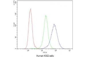 Flow Cytometry (FACS) image for anti-Ataxin 2 (ATXN2) (C-Term) antibody (ABIN3028477)