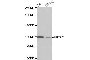 Western blot analysis of extracts of various cell lines, using PIK3C3 antibody. (PIK3C3 Antikörper)