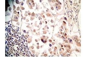 Human stomach tissue was stained by Rabbit Anti-Xenin 25 (Human) Antibody (Xenin 25 Antikörper)