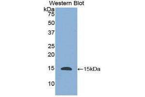 Western Blotting (WB) image for anti-Histatin 1 (HTN1) (AA 20-57) antibody (ABIN3201855) (HTN1 Antikörper  (AA 20-57))